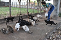 A protetora dos animais Marisabel Nogueira, a Bel, coloca ração para dezenas de gatos abandonados da sua rua todos os dias (Foto: A Cidade)
