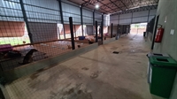 O CPVA (Centro de Proteção da Vida Animal) atendeu 617 notificações de abandono de animais, entre adultos e filhotes, entre janeiro e novembro (Foto: Prefeitura de Votuporanga)