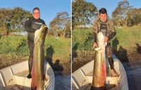 Pescadores capturam pirarucu de 75 kg em Mira Estrela