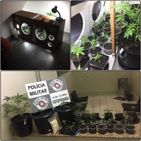 No local, a Polícia Militar de Votuporanga encontrou 24 vasos, onde havia 33 mudas de maconha plantadas  Foto: Divulgação/Polícia Militar 