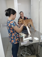 Estudo revela que Votuporanga é uma das poucas cidades do Brasil que cuidam de animais 