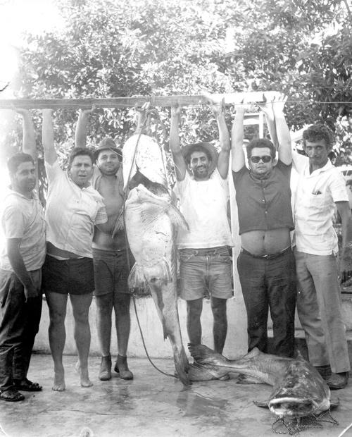 Pescaria no Rio das Mortes - O Rio das Mortes localiza-se no município de Xavantina-MT. Esse grupo de Votuporanga saiu para esta aventura na Semana Santa do ano de 1971.A saída foi no dia 27 de março e o retorno em 6 de abril. O resultado está na foto: o pessoal levanta um peixe Pirayba de 72 quilos. Veja outro peixe grande no chão - aquele pesou 56 quilos. Veja os heróis da pescaria, conferindo a partir da esquerda: José Marão Filho (Zézinho Marão), Adherbal Luiz Arantes, Edemar Marão, Dagoberto José Mira Alves (Dago), Izidoro Arantes Paranhos e o Daniel. O Dago fez uma anotação na foto: “Bons tempos aqueles, quando na Semana Santa só se comia peixes”. A foto é do arquivo pessoal do Dagoberto José Mira Alves (Dago), colaborador desta coluna.