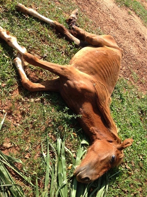 Potro com pata quebrada é abandonado à morte 