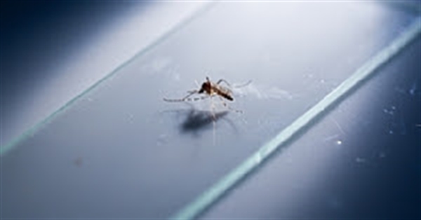 Secretaria de Saúde vem intensificando ações de Vigilância contra a dengue (Foto: Prefeitura de Votuporanga)