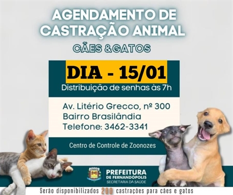 A iniciativa visa promover o controle populacional e garantir o bem-estar dos animais na cidade (Foto: Divulgação)