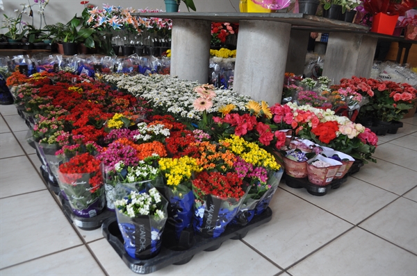 A expectativa é que as floriculturas aumentem suas vendas em até 40% nesta data (Foto: Gabriele Reginaldo/A Cidade)
