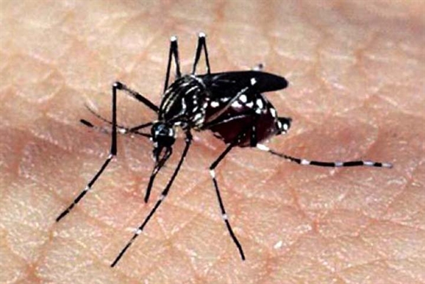 Vírus Zika representa ameaça para a  saúde humana, diz instituto francês
