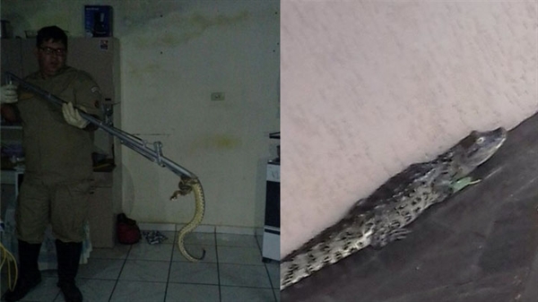 Jacaré e cascavel são capturados pela polícia