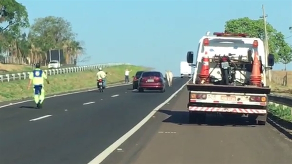 Funcionários da concessionária responsável por administrar rodovia ajudaram a retirar o animal — Foto: Reprodução/TV TEM