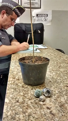 Menor é pego com um  pé de maconha em vaso