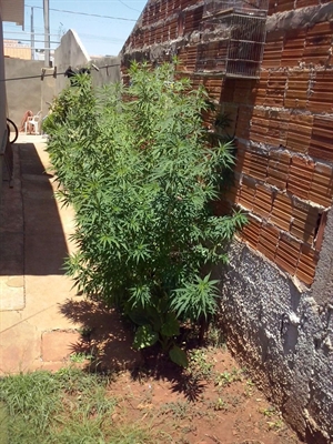 Pé de maconha é apreendido no Monte Verde