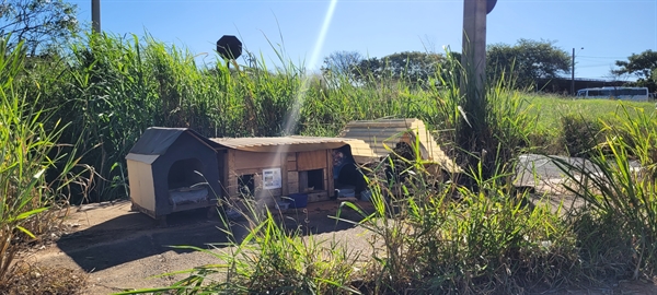 Moradores do bairro Jardim Portal das Brisas, zona Oeste de Votuporanga, reclamam de mato alto  Foto: A Cidade