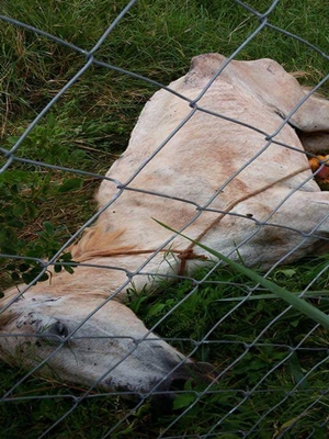 Cavalo é encontrado com sinais de maus-tratos em terreno de Rio Preto