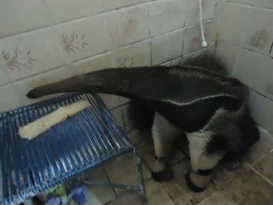 Tamanduá invade casa de morador de Cardoso