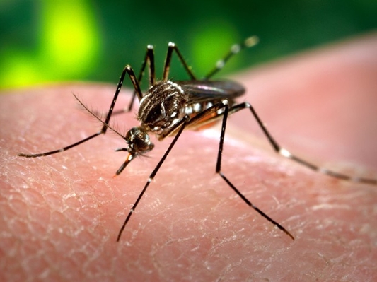 Votuporanga investiga suspeita de chikungunya