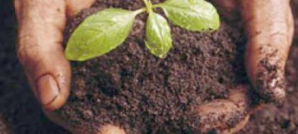 Saev Ambiental doa mudas para plantio em calçadas 