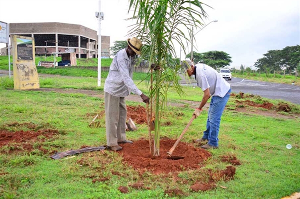 DER arranca mudas de palmeiras plantadas nas marginais da cidade