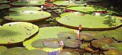 A beleza que só a Amazônia tem