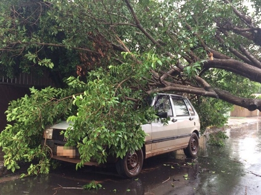 Chuva forte derruba árvores e causa estragos no noroeste paulista