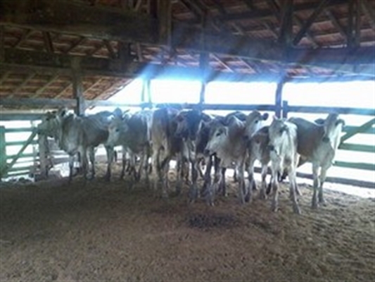 Dois são presos suspeitos de roubar gado na região de Votuporanga