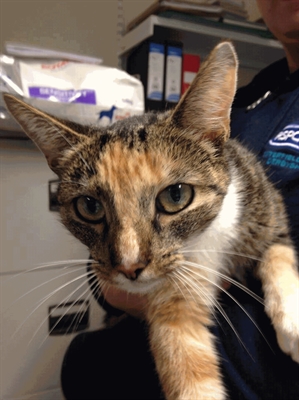 A gatinha Cookie (Foto: RSPCA Chesterfield & North Derbyshire Branch/Facebook)