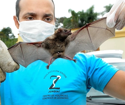 Morcego morto foi encontrado em uma casa de Votuporanga e exames confirmaram que ele estava infectado pelo vírus da Raiva (Foto: Prefeitura de Jundiaí)