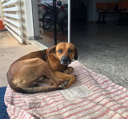 Cão espera pelo dono há quatro meses na porta do hospital de Novo Horizonte (Foto: Cristine Sardella/Arquivo Pessoal)