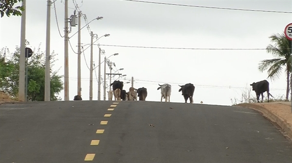 Bois pastavam em avenida de Fernandópolis (Foto: Reprodução/TV TEM)