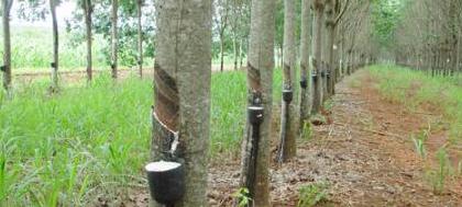 Produtores rurais discutem dificuldades da seringueira