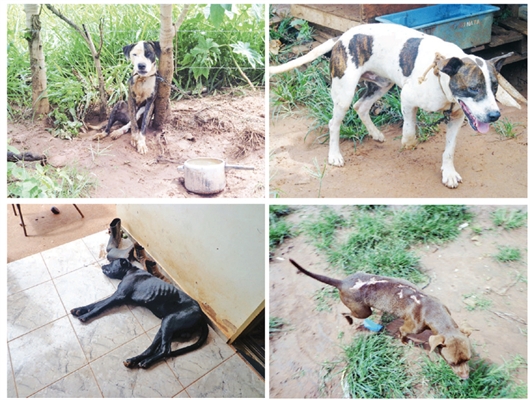 Cães de caça são encontrados em más condições