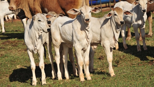 Dentre os nove animais furtados estão três bezerras; o caso será investigado pela Polícia Civil de Votuporanga  (Foto: Imagem Ilustrativa/Ernesto de Souza/Ed. Globo)