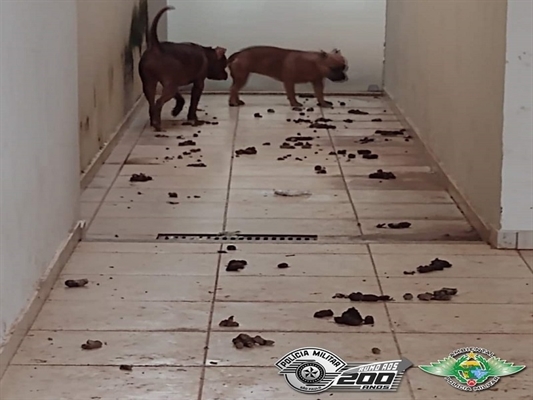 A Polícia Ambiental de Votuporanga resgatou dois animais que estavam em situação de maus tratos na cidade (Foto: Divulgação)