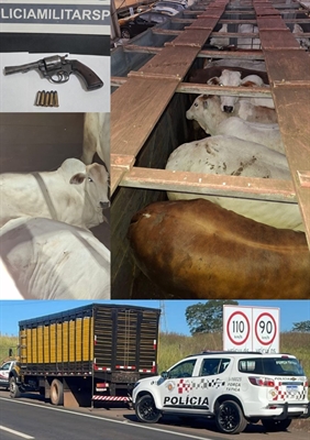Pecuarista recupera gado após golpe de mais de R$ 60 mil e ação policial em Votuporanga (Foto: Divulgação)
