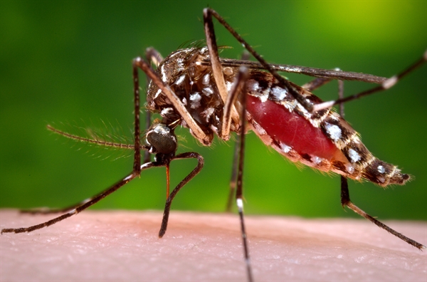 Gestante notificada com Zika Vírus perde bebê