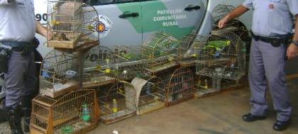 PM Ambiental apreende 21 aves irregulares