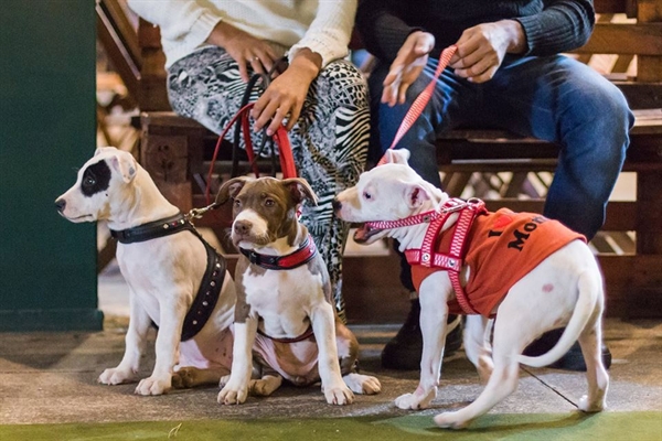  Evento para pets será realizado em São José do Rio Preto (SP) (Foto: Divulgação) 