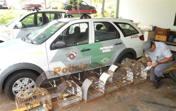 PM Ambiental faz apreensão de aves com anilhas adulteradas