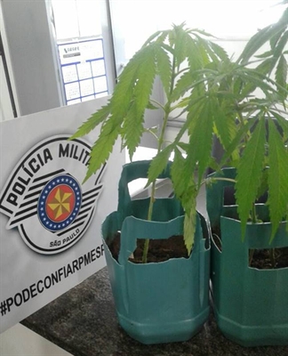  Maconha estavam em vasos no quarto (Foto: Divulgação/Polícia Militar) 