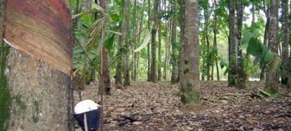 Lançamento e posse da diretoria da Norobor hoje