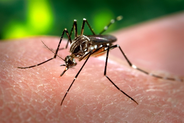 Forças Armadas realizam ação contra Aedes em 270 municípios até quinta