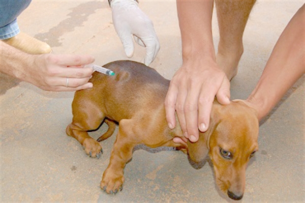 A dose da vacina antirrábica deve ser aplicada anualmente tanto em cães quanto em gatos com três meses ou mais de vida (Foto: Prefeitura de Votuporanga)