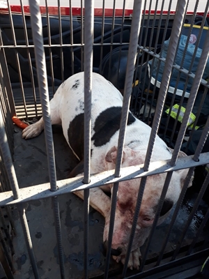 Animais foram resgatados pelo Corpo de Bombeiros e levados para o CPVA após os ataques (Foto: Arquivo pessoal)