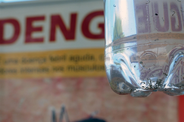 Índice de infestação do Aedes é preocupante