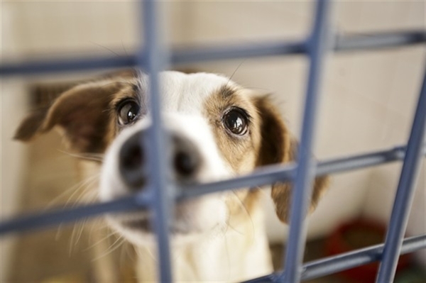 Votuporanga passou a ter, oficialmente, uma secretaria de Bem-Estar Animal ontem, com a lei sancionada (Foto: Prefeitura de Votuporanga)