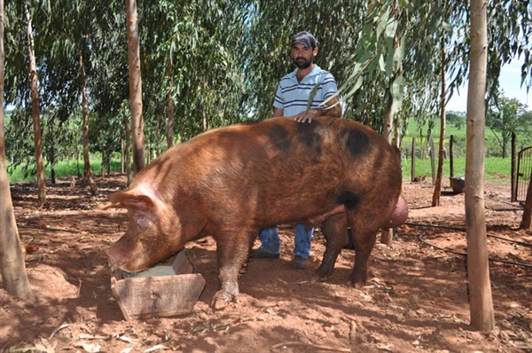 Porco "gigante" pode ser encontrado na região 