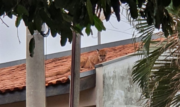 Animal em cima do telhado de residência em Jales (Foto: Reprodução/FocoNews)