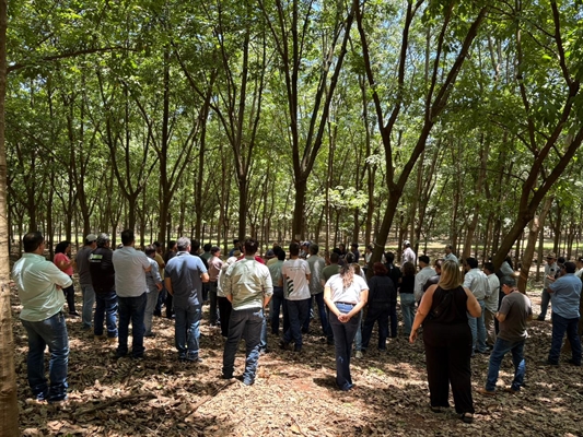 Evento reunirá produtores rurais para debater mercado, certificação e inovação genética na heveicultura  Foto: Sebrae-SP
