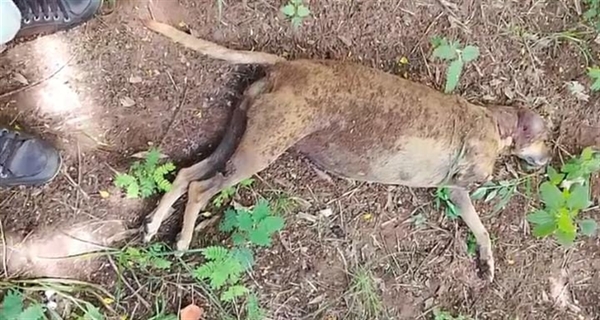 O crime foi descoberto no dia 15 de janeiro, mas até o momento não surgiram respostas sobre a crueldade cometida  Foto: Arquivo pessoal