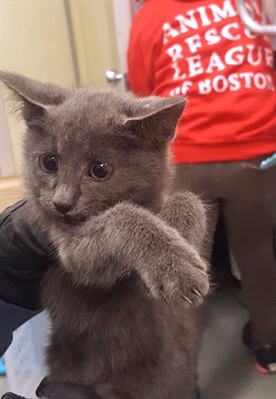 O gatinho após o resgate (Foto: Massachusetts State Police/Facebook)