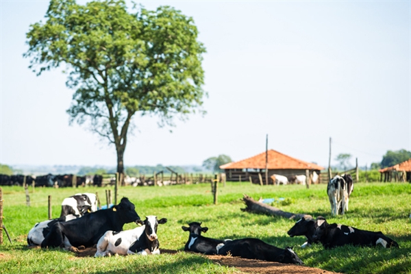 Dia de campo terá estações técnicas e exposição de animais